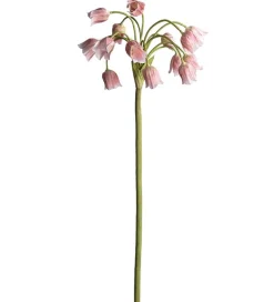 KONSTVÄXT ALLIUM