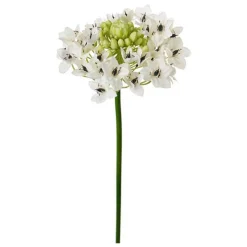 KONSTVÄXT ARABICUM
