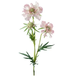 KONSTVÄXT SCABIOSA